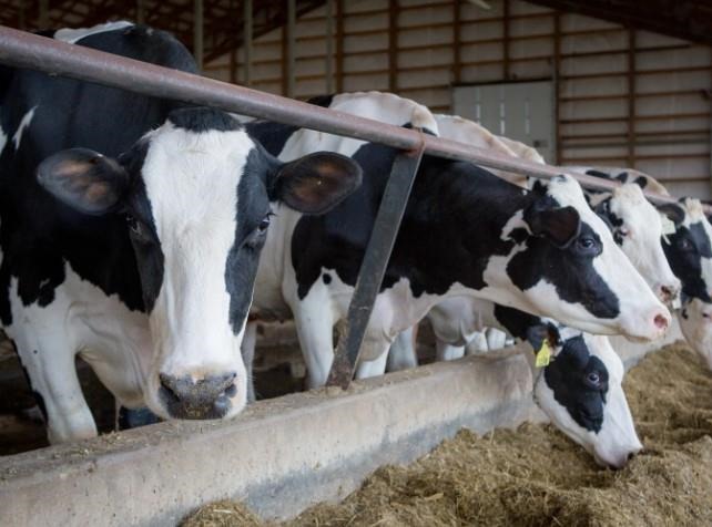 The project will transform cow manure into a renewable energy source for the town of Sioux Center