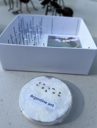 A display of Argentine ants at the Argentine Ant and Citrus Pest Management Field Day in Redlands in October 2022.