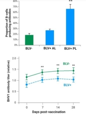 B-cells are part of the immune system