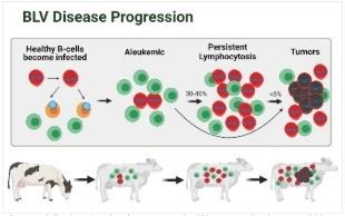 After BLV infection, the virus incorporates itself into the animals’ DNA