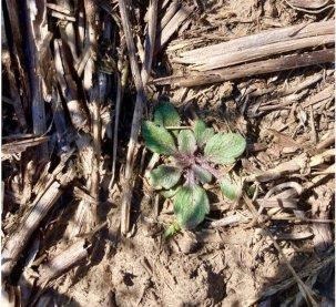 Figure 1. Fall-emerged marestail in the rosette stage in wheat stubble in Manhattan.