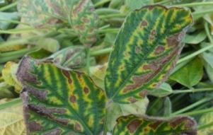 Figure 2. Leaf symptoms of sudden death syndrome of soybean