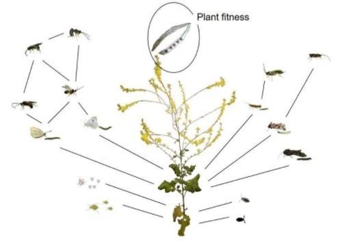 How do plants defend themselves against multiple attacks from herbivores