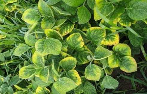 Soybean plants with potassium deficiency symptoms