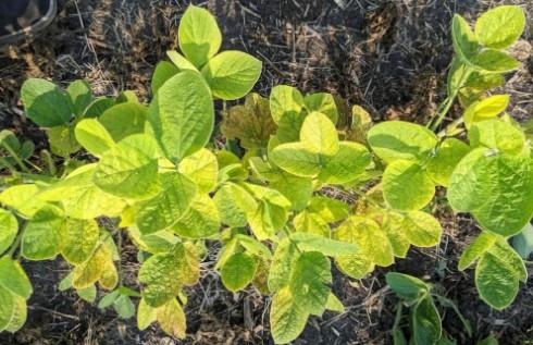 Soybean plants with iron deficiency chlorosis