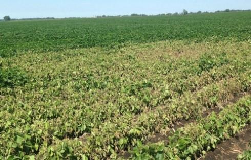 Soybean plants killed by lightning injury in recent storms