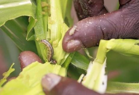 Fall armyworm is a major threat to the majority of Africa’s maize crops