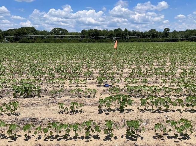 New soil sensors will allow growers to monitor fertilizer movements in their crop rows over time, allowing them to adjust irrigation and other practices to minimize fertilizer loss through leaching