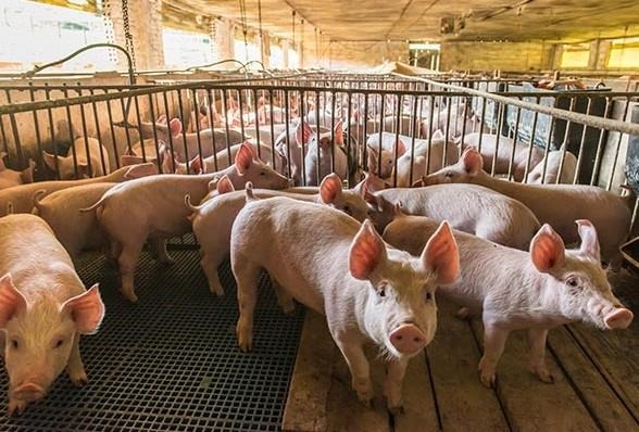 The successful development of safe and effective modified live vaccines represents a new frontier in protecting swine from African swine fever.