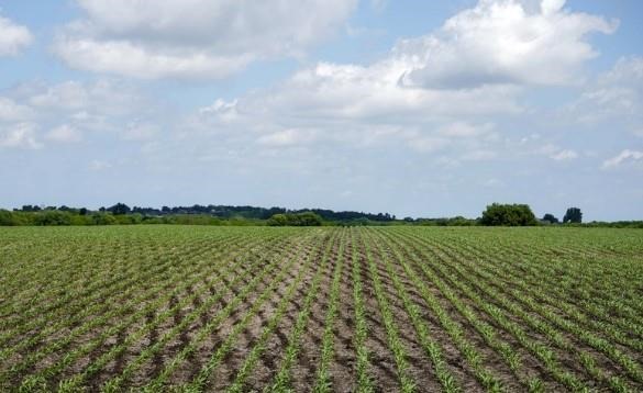 Young corn plants grow in a field in rural Ashland, Neb., Wednesday, May 30, 2018.