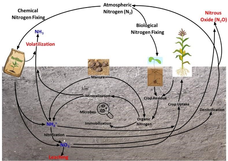 Figure 1. The nitrogen cycle shows N forms, processes involved in changes among forms, fixation, and losses.
