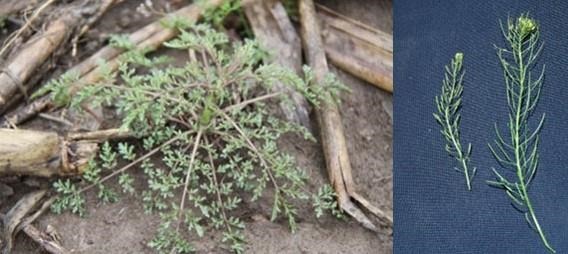 Pinnate tansymustard rosette (left) and flowering stems of pinnate tansymustard and flixweed(right)