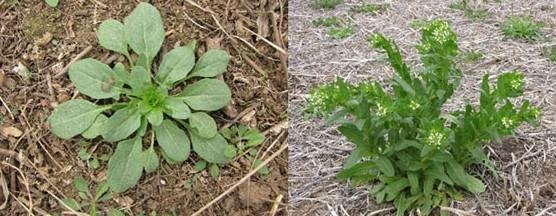 Field pennycress rosette (left) and mature plant (right)