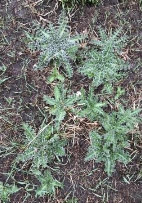 Musk thistle rosettes greening up in the early spring.