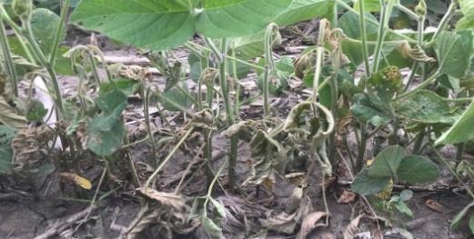 Wilting soybean that are infested with soybean gall midge larvae