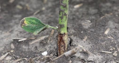 Soybean stem with slight swelling and discoloration near the soil surface