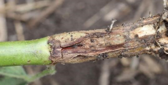 Evident swelling on soybean stem and dark brown discoloration