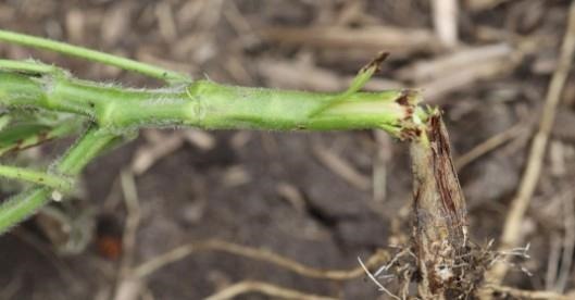 Soybean stem that snapped immediately above discolored and swollen area