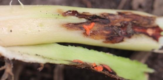 oybean gall midge larvae present on discolored area of stem and epidermis