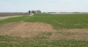 Figure 1.  Ice sheet damage to a field of alfalfa