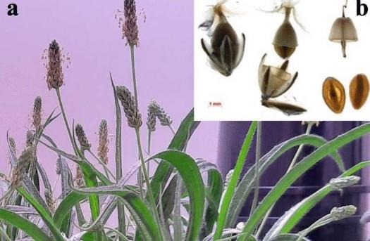 Plantago ovata. (a) A two-and-a-half-month-old plant. (b) Capsules containing two seeds each are fully ripened and shatter easily at around 25 days post anthesis (DPA).