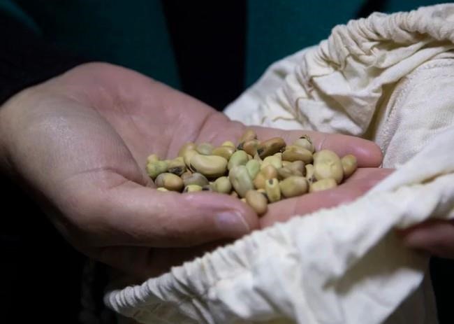 Mariana Yazbek, Genebank manager, shows fava beans that are packed inside bags in the large freezer room where the seeds are stored to dry at the ICARDA research station in the village of Terbol, in the Bekaa valley, east of Lebanon, Wednesday, December 21, 2022.