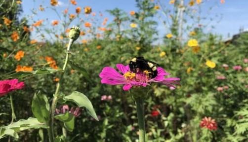A queen bee enjoys an agricultural pollinator habitat