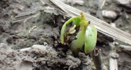 Photo 1. Seedcorn maggot on soybean