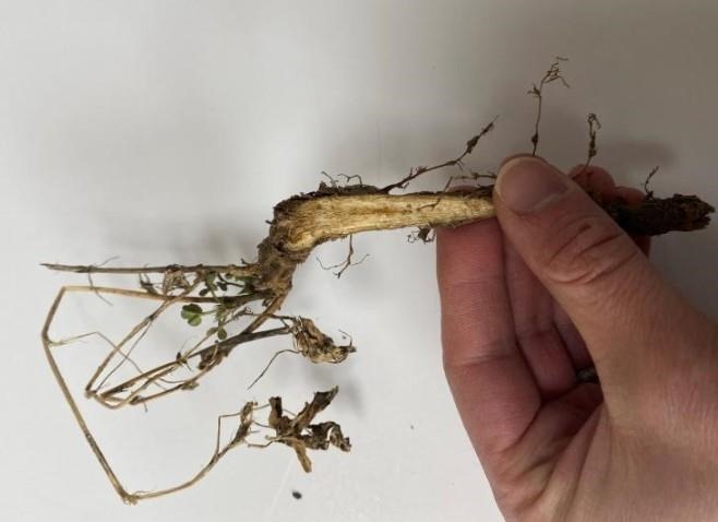 Alfalfa plant with discoloration in the taproot and crown, very few new shoots and less symmetrical.
