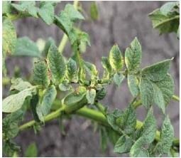 Photo 1. Necrosis and yellowing of young leaves