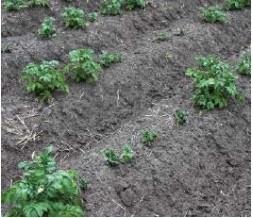 Photo 2. Delayed emergence of potatoes with glyphosate residues