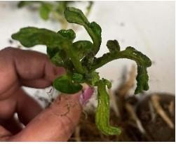 Photo 4. Bending and twisting of leaves due to glyphosate residue in seed potato