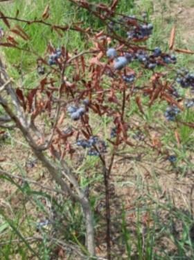 Figure 1. Botryosphaeria stem blight disease affected blueberry stems do not drop their leaves, resulting in a brown-leafed ‘flag’ symptom.