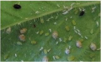 Soybean aphids and parasitized, darkened aphid mummies