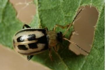 Photo 1. Adult bean leaf beetle.