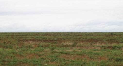 Figure 1. Kochia in wheat stubble.