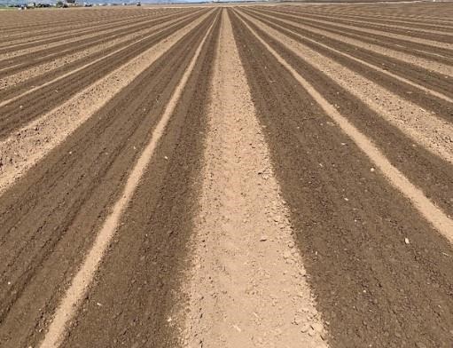 Lettuce planted in 5 rows on 80-inch-wide beds germinated using shallowly buried drip tape