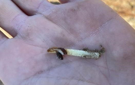 An early-planted soybean seedling killed by air temperatures of 22 degrees Fahrenheit