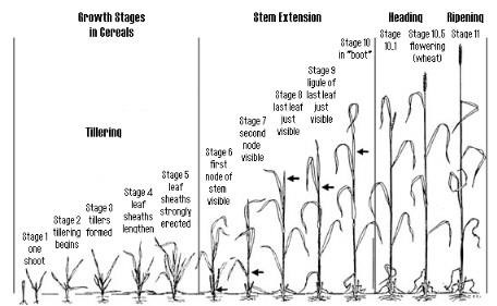 Feekes growth stages in cereals