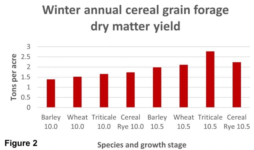 Winter annual cereal grain forage dry matter yield