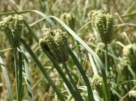 This image shows healthy finger millet plants in a field trial in Ethiopia. Finger millet is a well-known and important crop grown in Africa