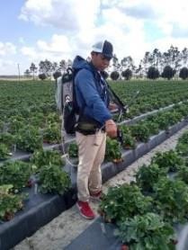 Ronald Tapia, a doctoral student in horticultural sciences, points a sensor at a strawberry plant at the UF/IFAS Gulf Coast Research and Education Center