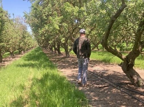 Andrew Carroll walking in the almond orchard
