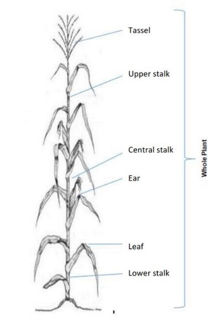 The corn plant and its different fractions.