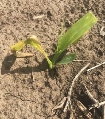 Corn plant lacking optimum growth in a surface-crusted heavy texture soil from Eastern Nebraska, 2020
