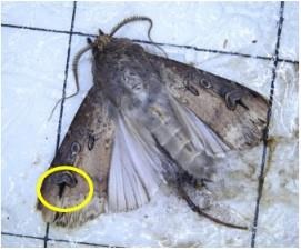 Black cutworm moth (BCW). Distinct black, dagger shaped markings on the forewing (circled in yellow)