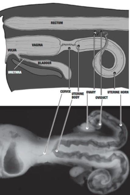 Diagram (side, or lateral, view) of the reproductive anatomy of the cow and radiograph (top, or dorsal, view) of the cervix, uterine body, and uterine horns