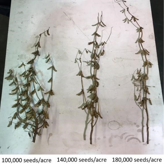 Figure 2. Soybean plants seeded at 100,000, 140,000, and 180,000 plants per acre.