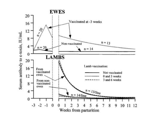 Effect of vaccine schedule on blood concentration of the toxin epsilon (ε-toxin) caused by Clostridium perfringens type D in ewes and lambs