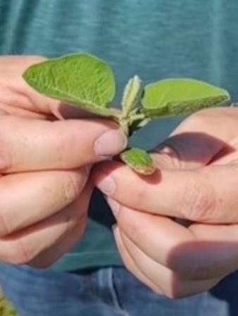 Soybean at the VC growth stage (unifoliolate leaves unrolled sufficiently so the leaf edges are not touching)